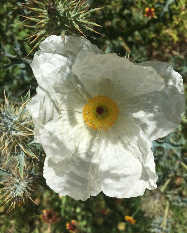 White Flower