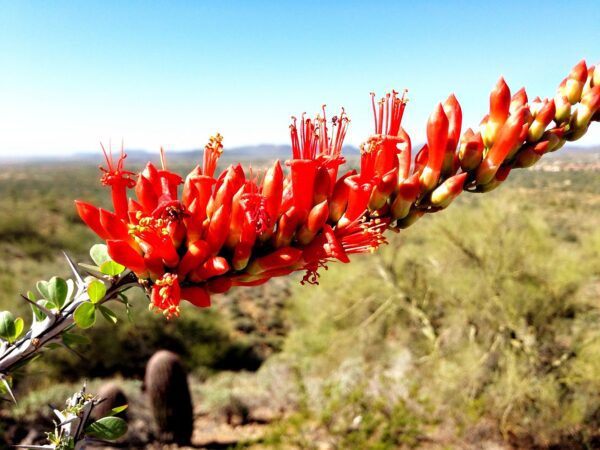 Ocotillo